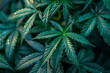 cannabis plants as background. Closeup texture of marijuana leaves