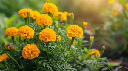 Sticker - Yellow flowers in a garden