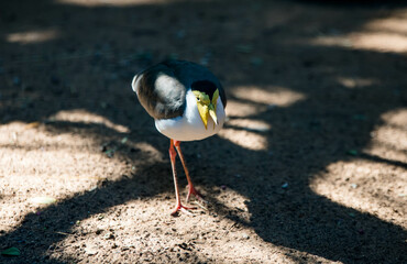 Vanellus miles close-up in the African savannah.