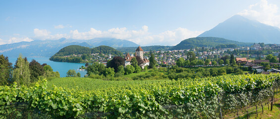 Wall Mural - view over Rebberg vineyard to Niesen mountain, tourist resort Spiez, lake Thunersee