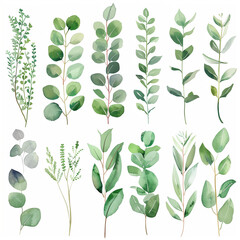 Wall Mural - Watercolor floral illustration set - green leaf branches collection, for wedding stationary, greetings, wallpapers, fashion, background. Eucalyptus, olive, green leaves