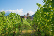 view through rows of vineyard to Spiez castle, switzerland