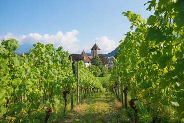 Wall Mural - view through rows of vineyard to Spiez castle, switzerland