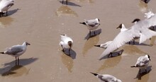 Different Species Of Migratory Seagulls Are Wading And Looking For Some Food In The Muddy Waters Of Bangpoo, A Coastal Area Located Near Bangkok, In Thailand.