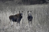 Fototapeta Miasto - A pair of moose