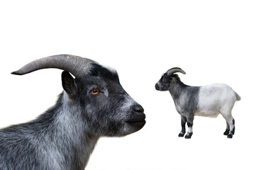 Sticker -  portrait goat isolated on white background