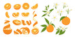 Set with orange flower, orange on a branch, a whole orange and half a fruit. Flat vector orange set.	