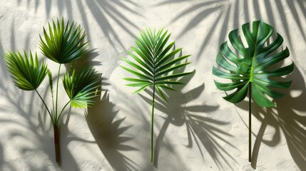 Canvas Print - Shadow background overlays with realistic shadow scenes. Transparent shadows of tropical leaves. Modern illustration.