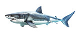 Fototapeta Dziecięca - Great white shark on transparent background. Generative ai design art.