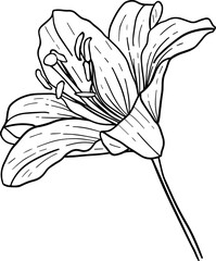 Sticker - Hand drawn lily blossom flowers