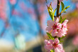nectarine peach blossom on spring tree
