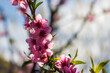Flower blossom of spring nectarine peach branch