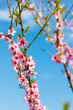 nectarine peach blossom spring branch flowers