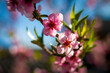spring nectarine peach blossom flowers on sunny day