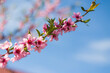 spring peach nectarine flowers on tree branch