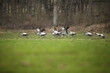 Crane birds in the nature habitat