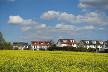 Canvas Print - Rapsfeld bei Roedermark-Urberach