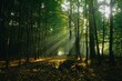 © Wirestock - sun rays shine through trees in a forest during sunrise. panoramic view with forest path.