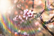 Dreamy Almond Bloom With Rainbow Prism Effect