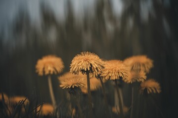 Wall Mural - Shallow focus shot of dandelion flowers in the garden with blur background