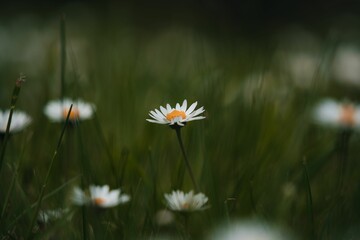 Wall Mural - Selective focus shot of common daisy flower in the field with blur background