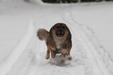 Fototapeta Psy - Closeup of a playful Tamaskan Dog running in snow with its tongue out in winter