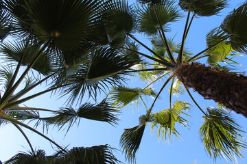 Wall Mural - coconut palm tree on blue sky