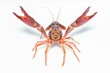 Funny closeup of a crab Procambarus clarkii on a white background