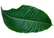 green leaf on transparent background