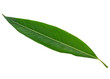 green leaf on transparent background