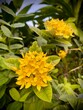 Yellow Chinese Ixora flowers (Ixora chinensis), selective focus
