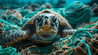 A turtle, with discarded fishing nets entangled in seaweed as the background, during a marine conservation expedition