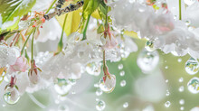 Branches Of A Blooming Apple Tree With Water Drops Close-up
