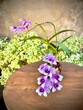 Gardening ideas : Beautiful Thai orchid flowers planted in Japanese clay pot on wooden table with blurry concrete wall background, selective focus and copy space for texts