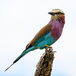 Lilac-breasted roller perched in the open on a dead tree stump