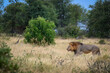 Huge black maned lion patrolling his territory.