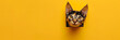 Only a cat's ears are visible, giving a mysterious and humorous vibe against a yellow backdrop