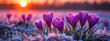 Majestic Purple Crocuses Blooming at Frosty Sunrise