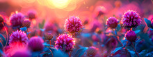 Enchanting Sunset Glow On Vibrant Clover Blossoms