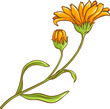 Calendula Plant with Flowers  and Leaves Colored Detailed Illustration