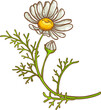 Chamomile Plant Colored Detailed Illustration.
