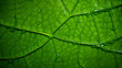 © Phrygian - Beyond the Green: A Leaf's Veins Tell a Story of Hidden Infrastructure