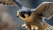 Detailed Wing Span of a Majestic Peregrine Falcon in Mid-Flight