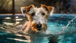 wire fox terrier swimming in pool