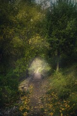 Vertical shot of a path with yellow fallen leaves in lush green forest