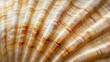 scallop shell background. 