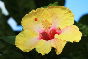Wall Mural - closeup of stunning yellow hibiscus found on easter island, chile, south america
