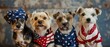 Dogs dressed in patriotic American flag apparel. Pet fashion and national celebration concept.