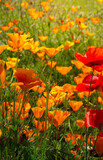 Fototapeta Dziecięca - Escolzia orange flower in the garden