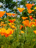 Fototapeta Sawanna - Escolzia orange flower in the garden